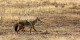 Tanzanie - 2010-09 - 265 - Serengeti - Chacal